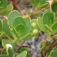 Scaevola plumieri (L.) Vahl